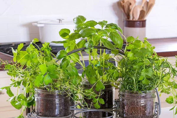 ۵۵ مدل تراریوم جدید ۱۴۰۲ ؛ طبیعت زیبای کوچک را به فضای خانه خود بیاورید - ماگرتا ۵۵ مدل تراریوم جدید ۱۴۰۲ ؛ طبیعت زیبای کوچک را به فضای خانه خود بیاورید - ماگرتا