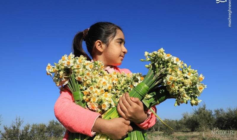 32 عکس گل نرگس در برف جلوه ای دلنشین از زیبایی طبیعت