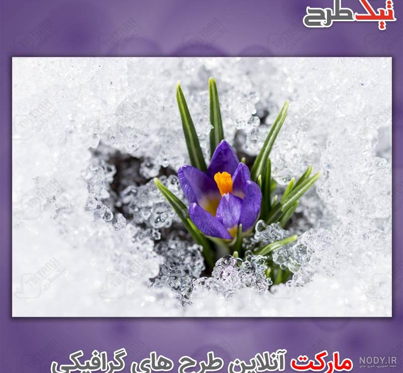 عکس برف با گل
