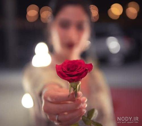 عکس گل رز در برف عکس گل رز در برف