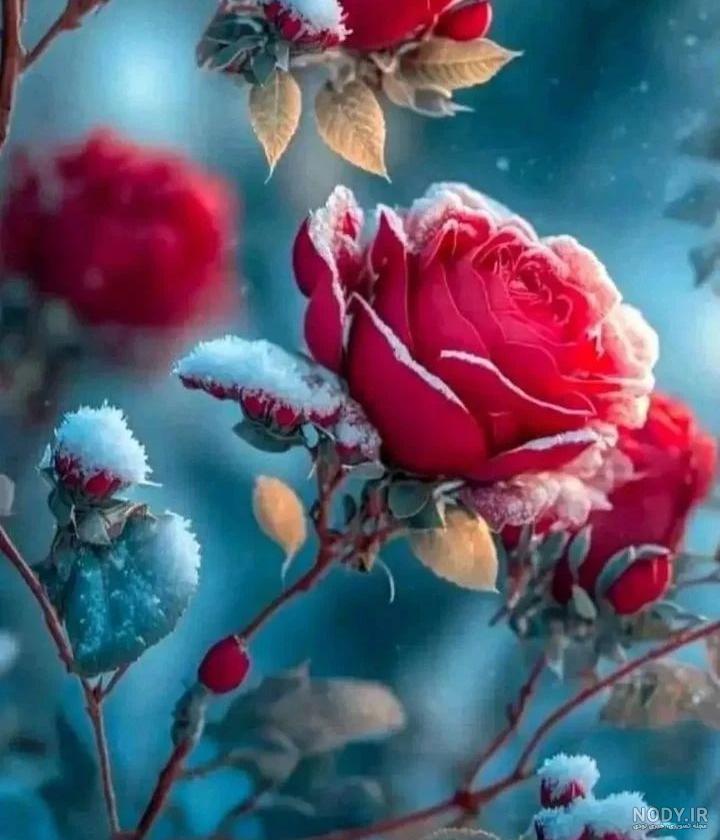 عکس گل رز روی برف عکس گل رز روی برف