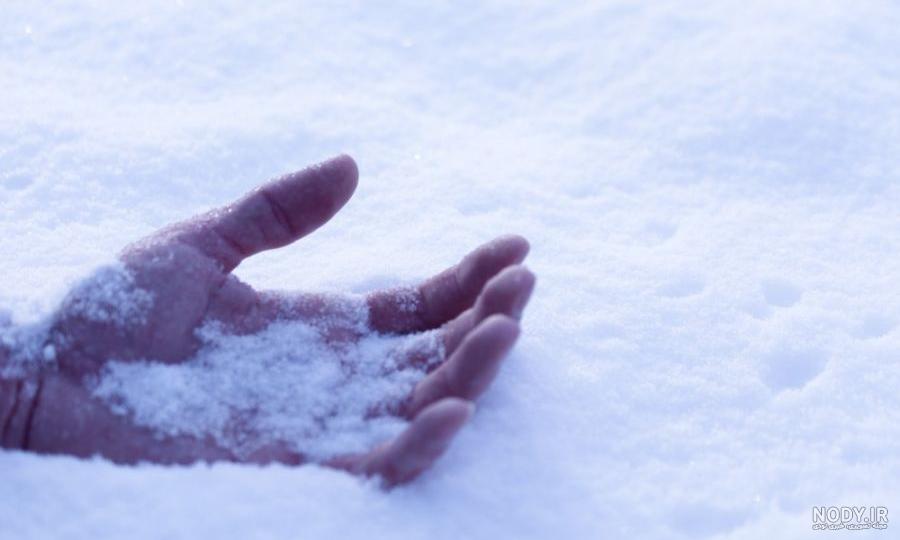 عکس گل یخ زده در برف - عکس نودی