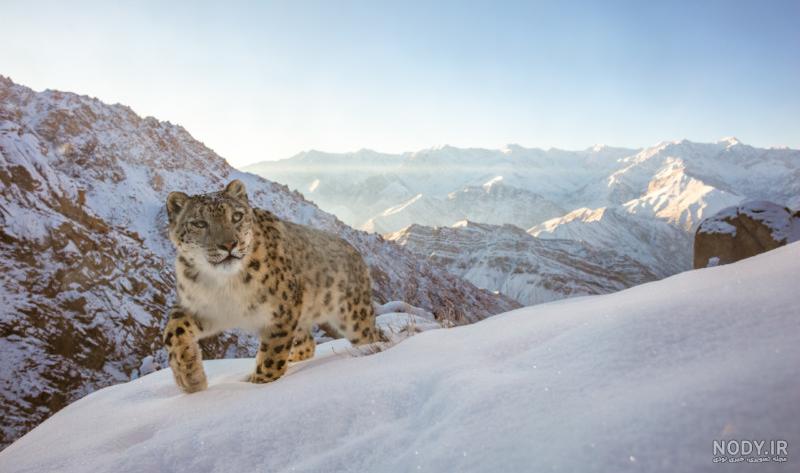 کوهستان برفی کوهستان برفی