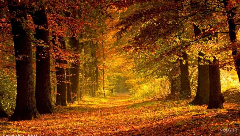 عکس جنگل برای صفحه گوشی