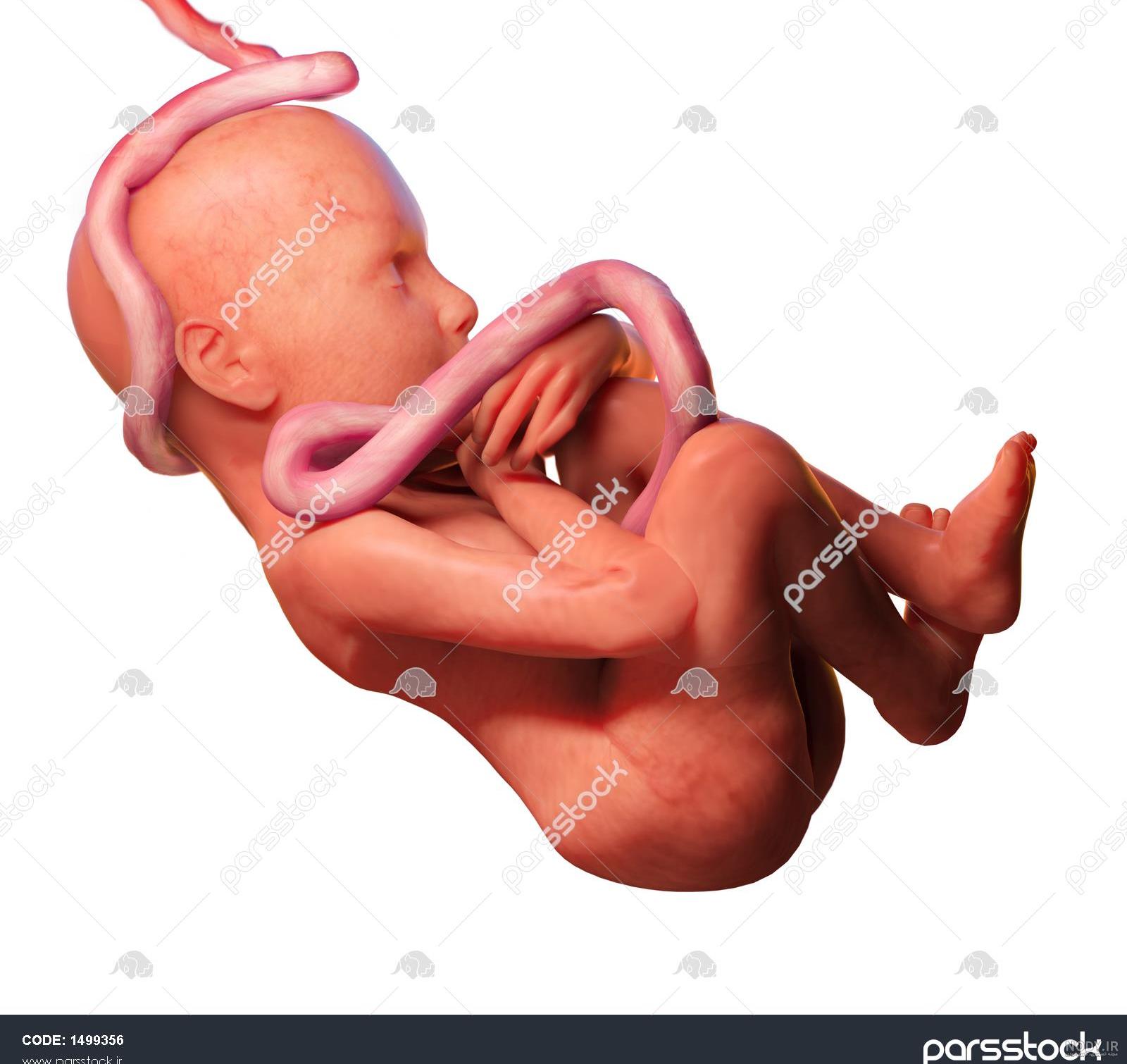 عکس جنین و بند ناف