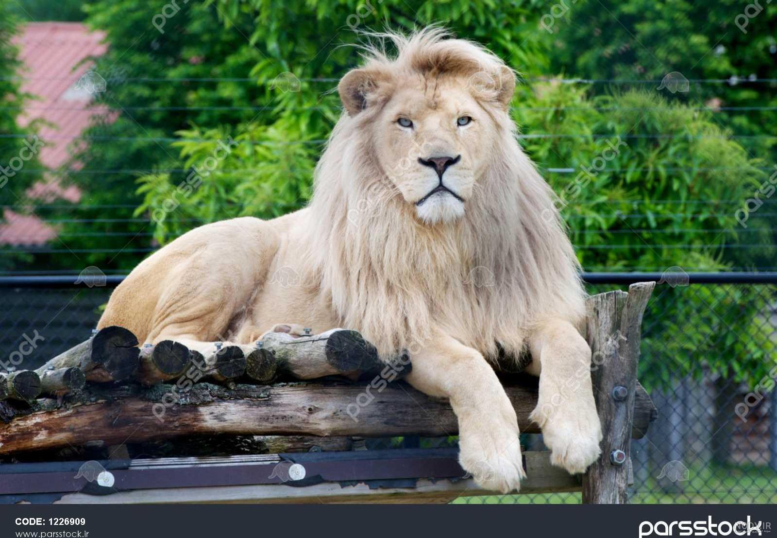 عکس سیاه سفید شیر ماده باکیفیت بالا عکس سیاه سفید شیر ماده باکیفیت بالا