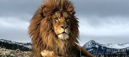 عکس شیر جنگلی عکس شیر جنگلی