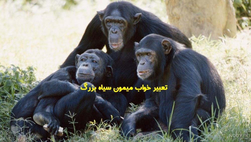 عکس میمون خوابالو عکس میمون خوابالو
