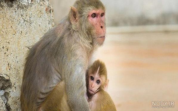 عکس میمون زن مرد