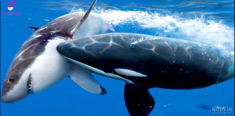 ارکا ، نهنگ قاتل / Orca , Killer Whale / Orcinus Orca ارکا ، نهنگ قاتل / Orca , Killer Whale / Orcinus Orca