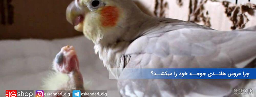 تشخیص سن و جنسیت عروس هلندی به صورت عملی - فروشگاه چیکن دیوایس تشخیص سن و جنسیت عروس هلندی به صورت عملی - فروشگاه چیکن دیوایس