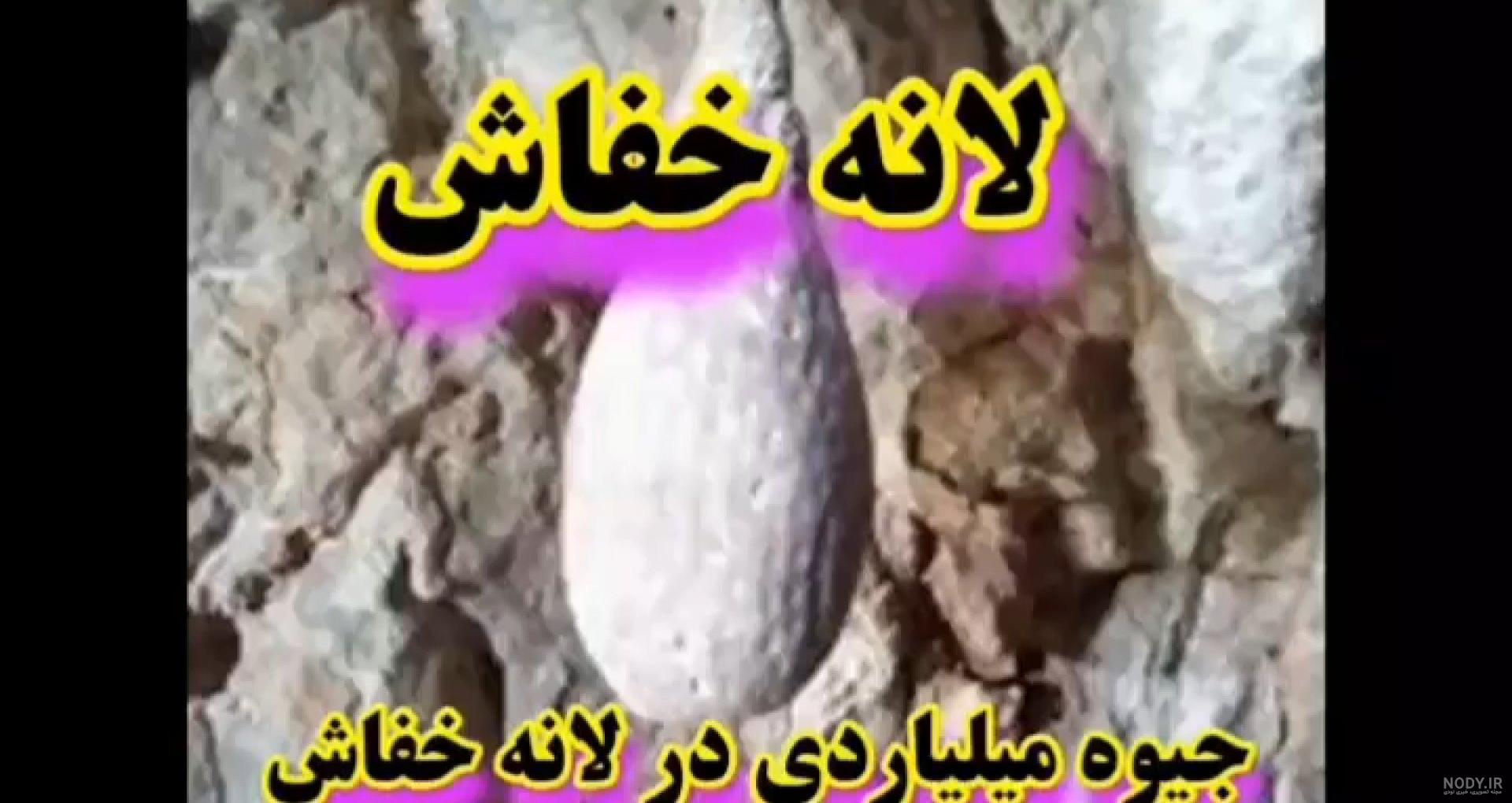 خاصیت لانه خفاش و محل زندگی آنها خاصیت لانه خفاش و محل زندگی آنها