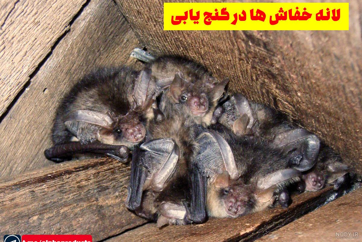 خفاشان نگون بختی که درگیر یک شایعه خیالی شدند/ هشدار جدی محیط زیست ... خفاشان نگون بختی که درگیر یک شایعه خیالی شدند/ هشدار جدی محیط زیست ...