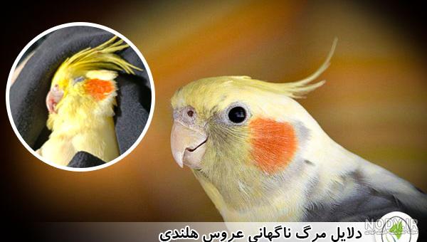 دلایل مرگ ناگهانی عروس هلندی (+روشهای جلوگیری) دلایل مرگ ناگهانی عروس هلندی (+روشهای جلوگیری)