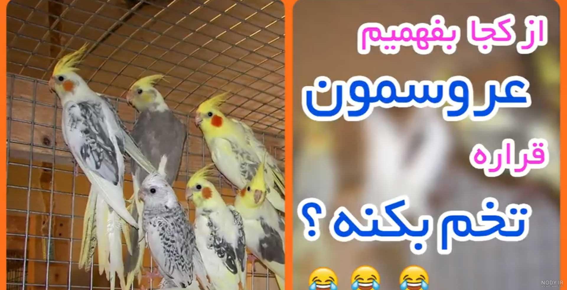 ظروف آب و غذای عروس هلندی ظروف آب و غذای عروس هلندی