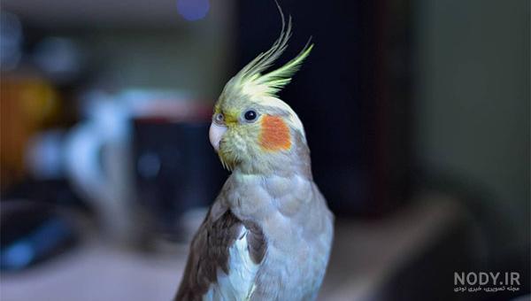 عکس از پرنده عروس هلندی