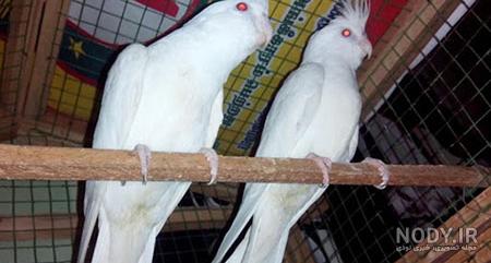 عکس خنده دار از عروس هلندی