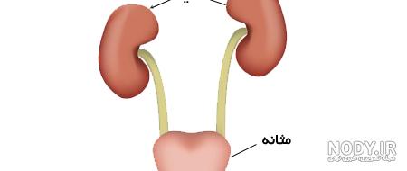 عکس مثانه زن