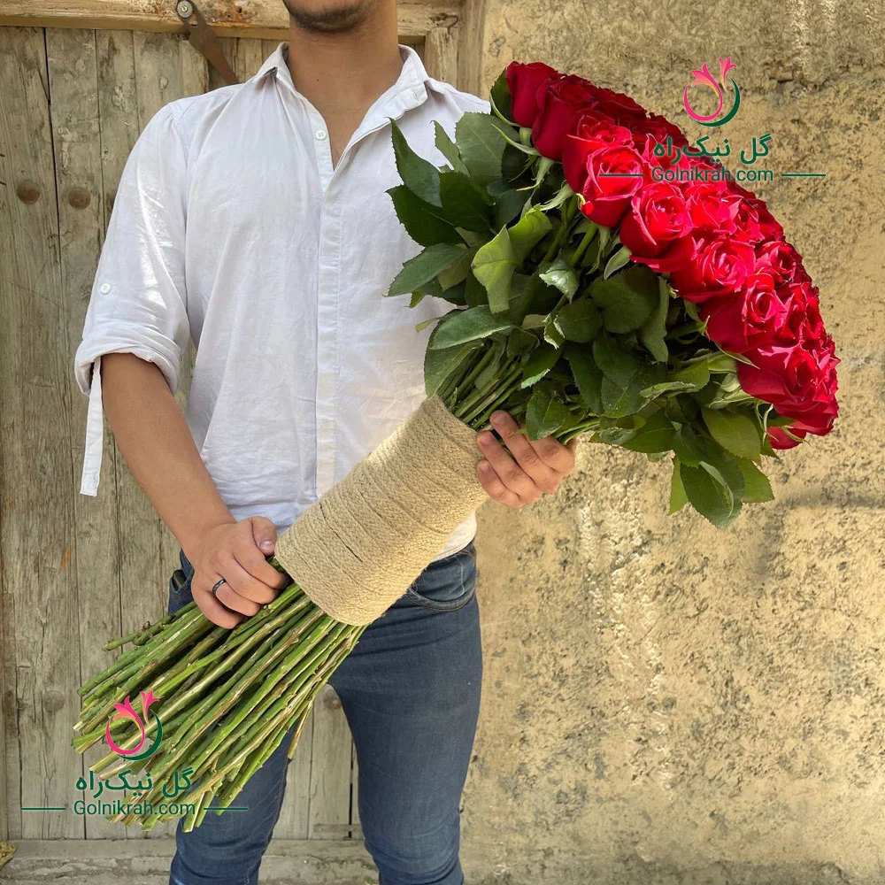 گل رز - گل رز هلندی | گل آف