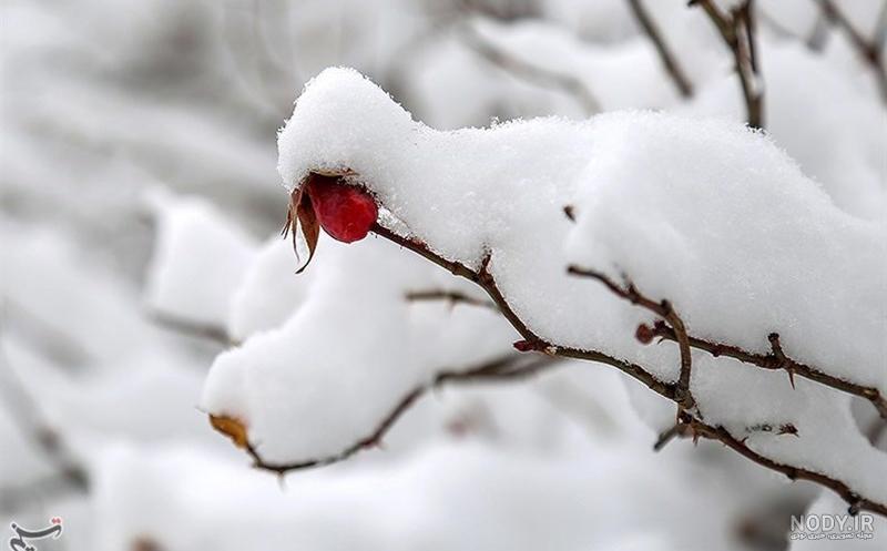 عکس منظره زیبای برفی