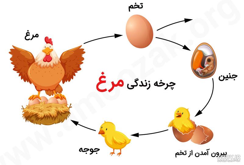 نقاشی تخم مرغ غذای سالم نقاشی تخم مرغ غذای سالم