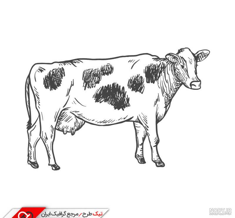 نقاشی گاو آسان