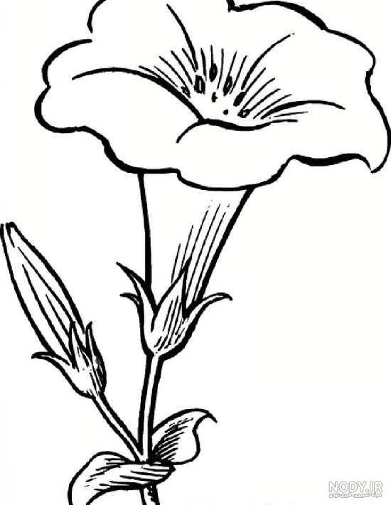 نقاشی گل سرخ زیبا نقاشی گل سرخ زیبا