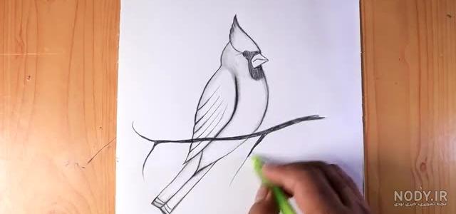 نقاشی پرنده آسان روی درخت نقاشی پرنده آسان روی درخت