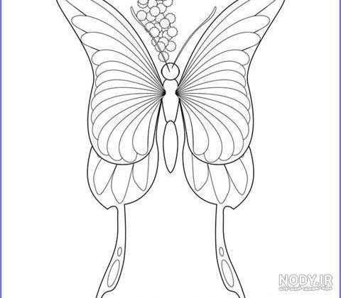 نقاشی پروانه قشنگ و آسان