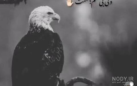 عکس عقاب برای پروفایل انواع شبکه های اجتماعی