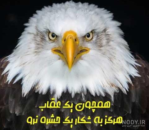 عکس پروفایل شیر با انواع طرح های متفاوت و جالب