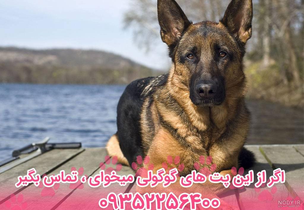انواع سگ ژرمن شپرد را بشناسید! (همراه با عکس) - ویرگول