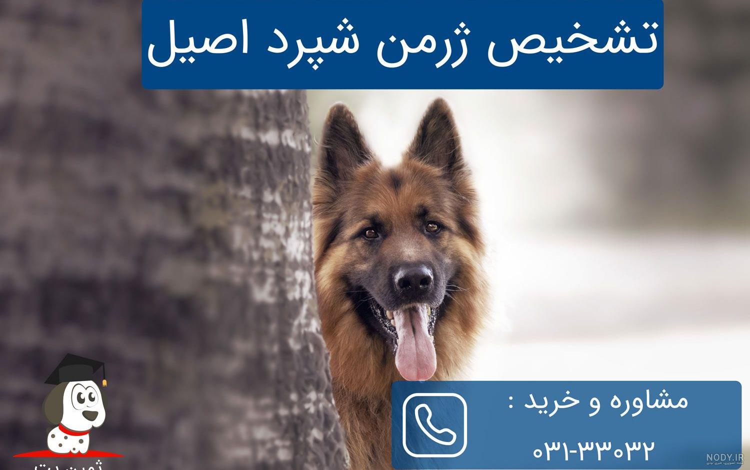 بهترین غذا برای سگ ژرمن شپرد (همه نکاتی که درباره غذای ژرمن شپرد باید بدانید) - فارسی پت بهترین غذا برای سگ ژرمن شپرد (همه نکاتی که درباره غذای ژرمن شپرد باید بدانید) - فارسی پت