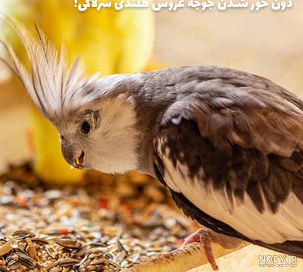 جوجه 2 روزه عروس هلندی جوجه 2 روزه عروس هلندی