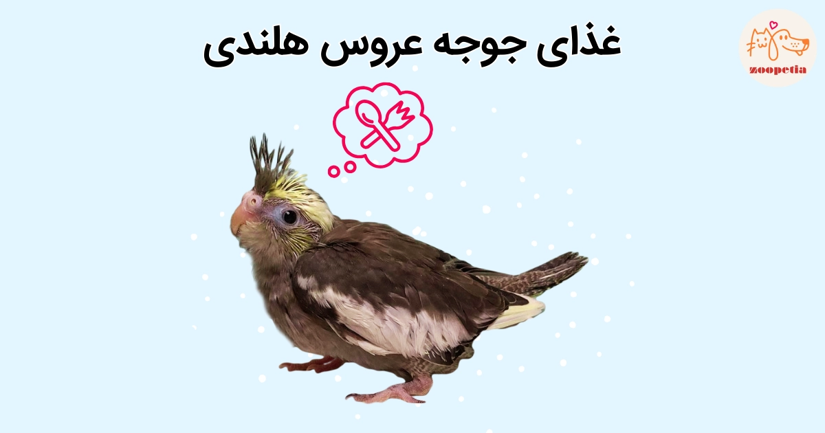 روند بزرگ شدن جوجه عروس هلندی توسط مادر