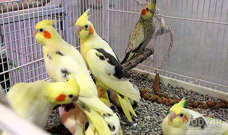 عکس جوجه عروس هلندی
