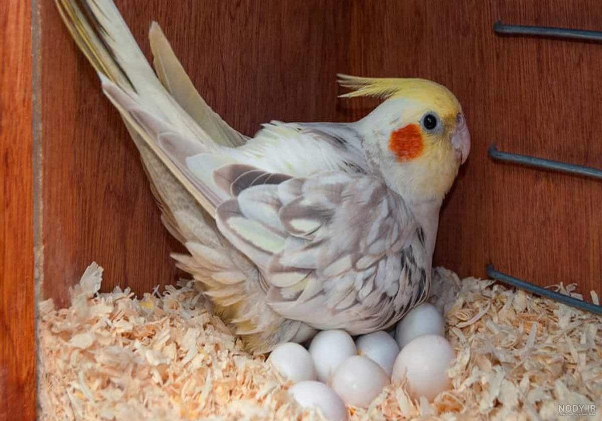 عکس جوجه عروس هلندی 1 روزه