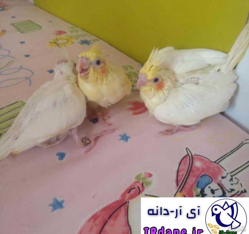 عکس جوجه عروس هلندی 30 روزه