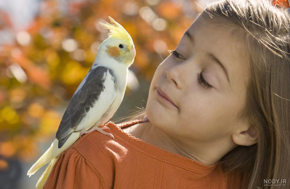 عکس جوجه عروس هلندی 40 روزه عکس جوجه عروس هلندی 40 روزه