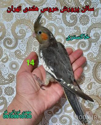 عکس جوجه عروس هلندی مرده
