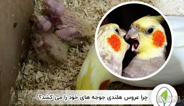 عکس جوجه عروس هلندی ۱۵ روزه