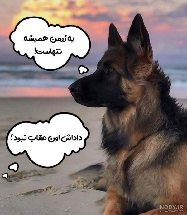 عکس سگ ژرمن شپرد بزرگ ❤️ [ بهترین تصاویر ]