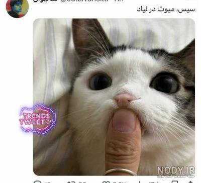 عکس مومو و آنابل و ممد قلی واقعی عکس مومو و آنابل و ممد قلی واقعی