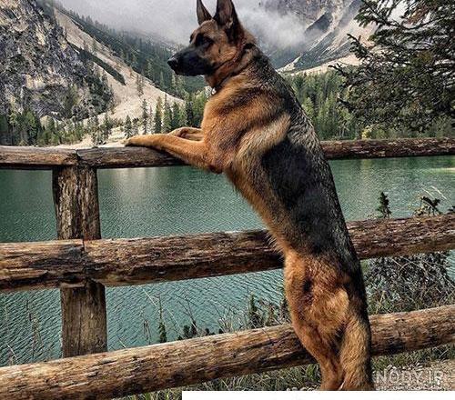نژاد سگ ژرمن شپرد (German Shepherd Dog) عکس و ویدیو