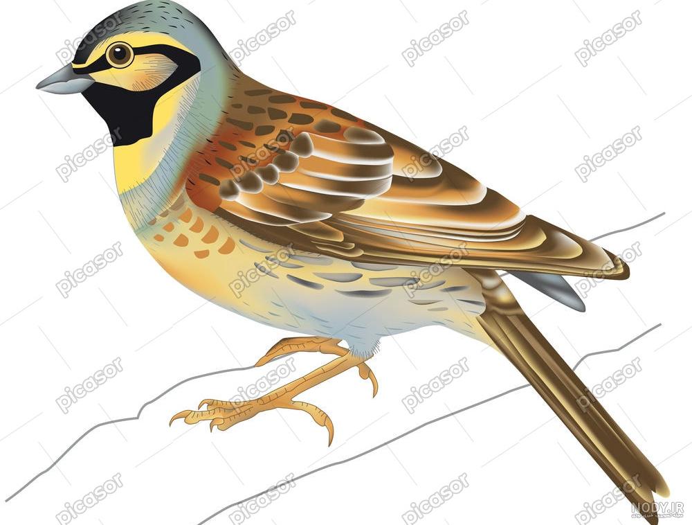 عکس لایه باز گنجشک روی شاخه درخت | بُرچین – تصاویر دوربری شده، فایل های  آماده، عکس png رایگان، دانلود psd رایگان