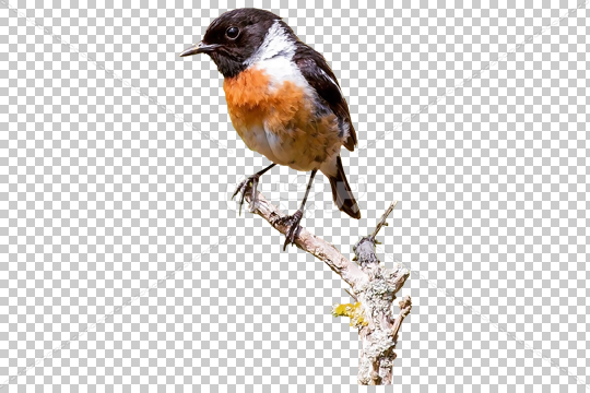 وکتور پرنده روی شاخه درخت طرح نقاشی آبرنگ » پیکاسور