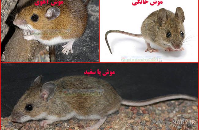 عکس موش خیلی کوچولو