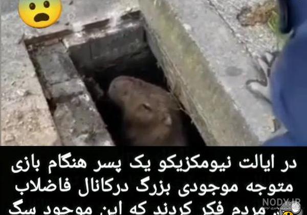 عکس موش فاضلابی
