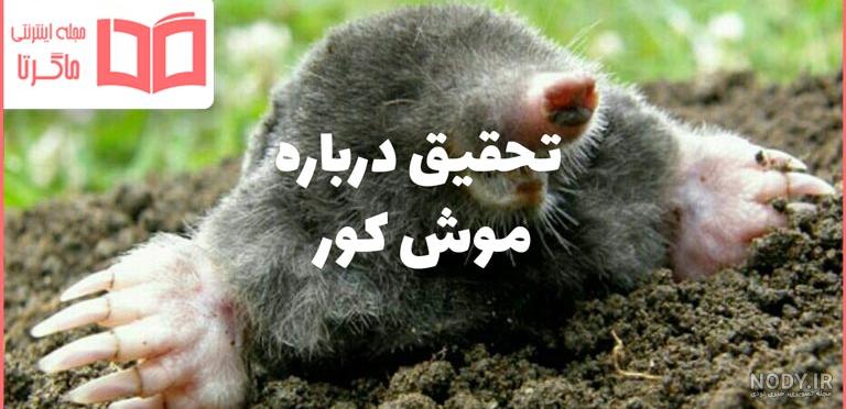 یک نوع موش کور جالب و بامزه +عکس