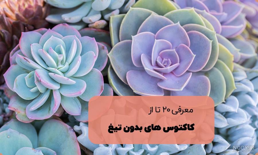 خرید کاکتوس با گلدان فنجانی بنفش کد 11499 | باختر خرید کاکتوس با گلدان فنجانی بنفش کد 11499 | باختر